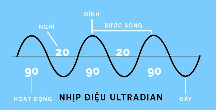 L&agrave;m việc theo chu kỳ 90 ph&uacute;t